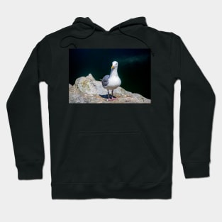 Sea Gull on Granville Island Hoodie